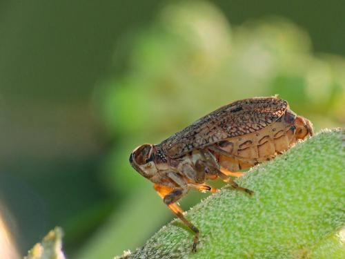 Réf. 294 533 : Issus coleoptratus